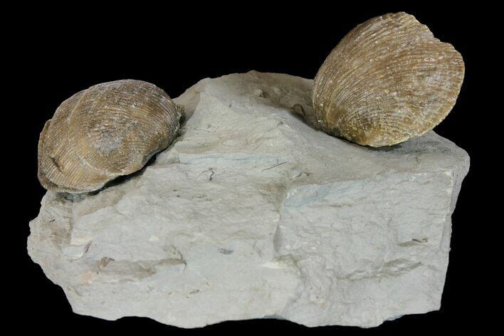 Multiple Fossil Brachiopod (Hebertella) Plate - Kentucky #136605